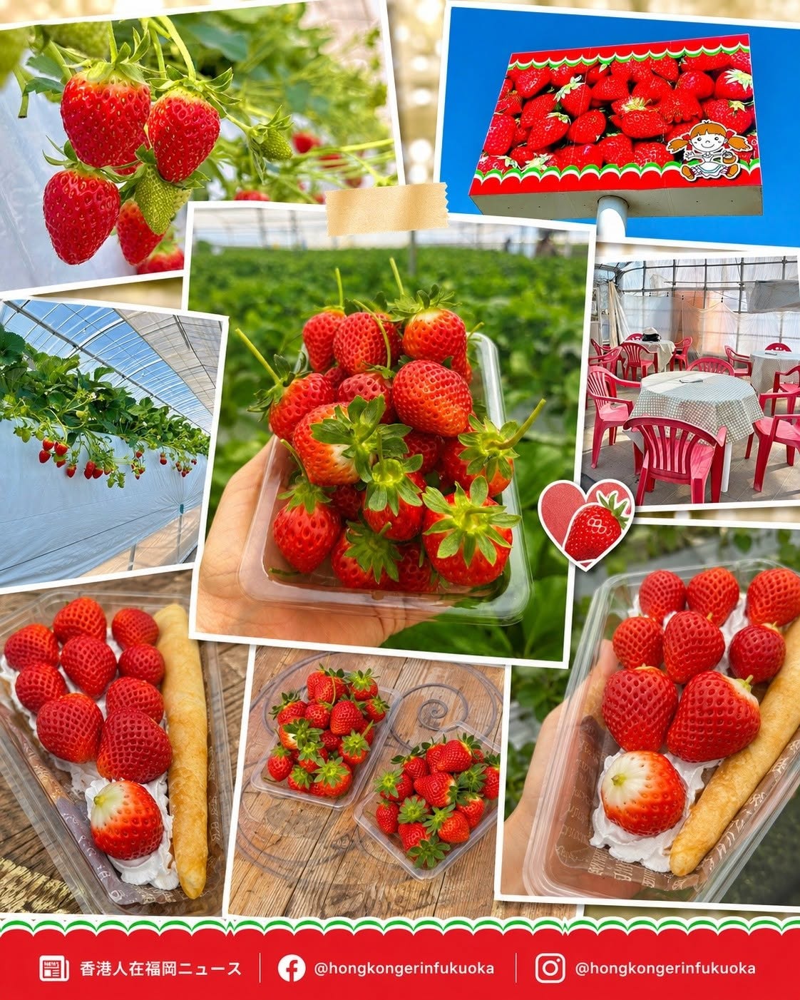 宮崎 Lakeside Red Farm 士多啤梨採摘體驗,溫室農園內可採摘紅色草莓並享用手作可麗餅